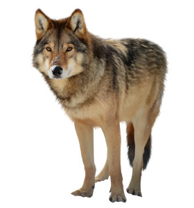 Wolf PNG-23189